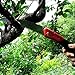 ARS Pruning Folding Turbocut Saw with 6-1/2-Inch Curved Blade SA-GR17