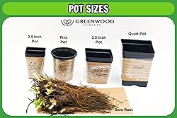 Greenwood Nursery: Live Ground-Cover Plants