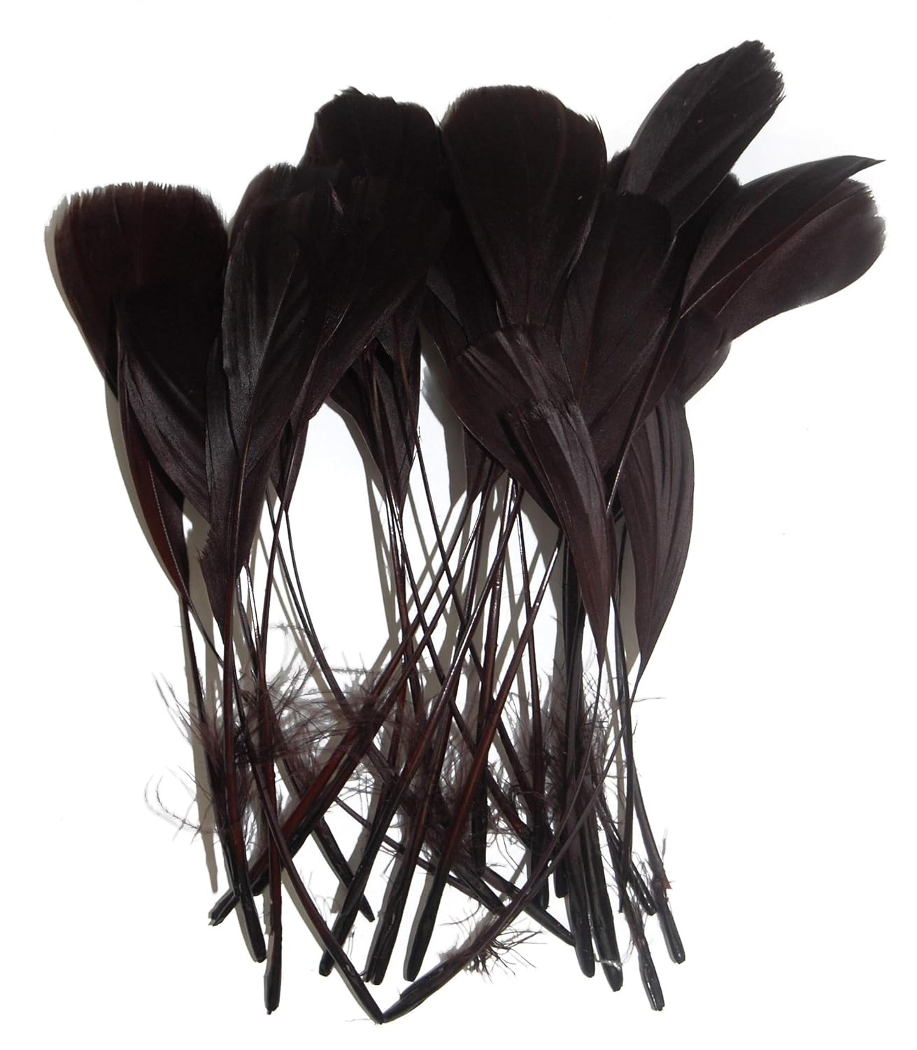 Stripped Burnt Coque Feathers BROWN Inc. Pack of 25 Millinery and Crafts 6-8 by FeatherStore.com