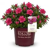 Azalea Encore 1 Gal. Autumn Rouge Shrub