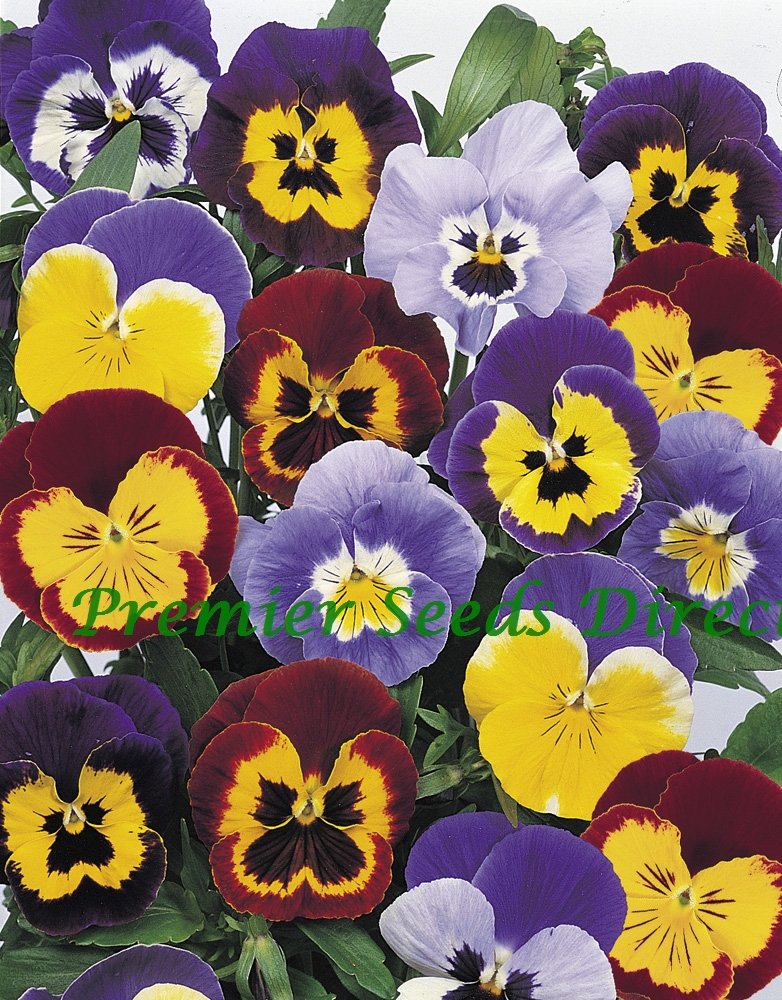 PREMIER SEEDS DIRECT - Pansy (Winter Hardy) - Jolly Joker F2 Mixed - 50 Seeds