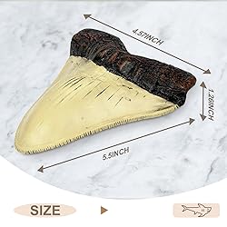 Carcharodon Megalodon Giant Shark Tooth with
