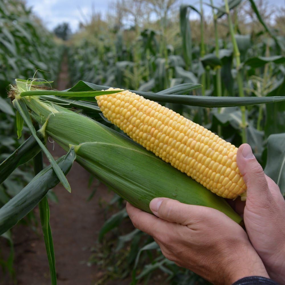 Sweet Corn Cindy F1 - Insect Guard Treated Seeds - 1,000 Seeds