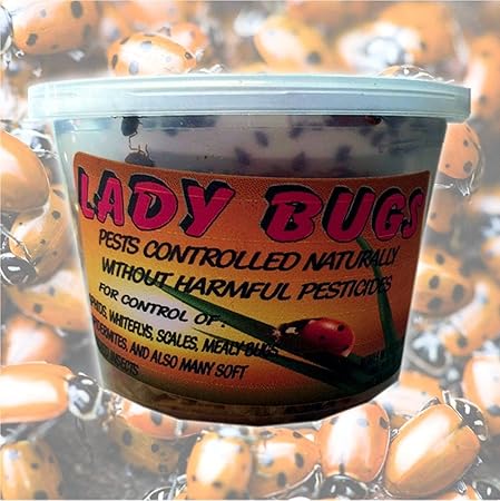 comprar mariquitas amazon