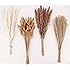 Dried Pampas Grass Decor, 100 Stems Pampas Grass Contains Bunny Tails Dried Flowers, Reed Grass Bouquet for Wedding Boho Flow