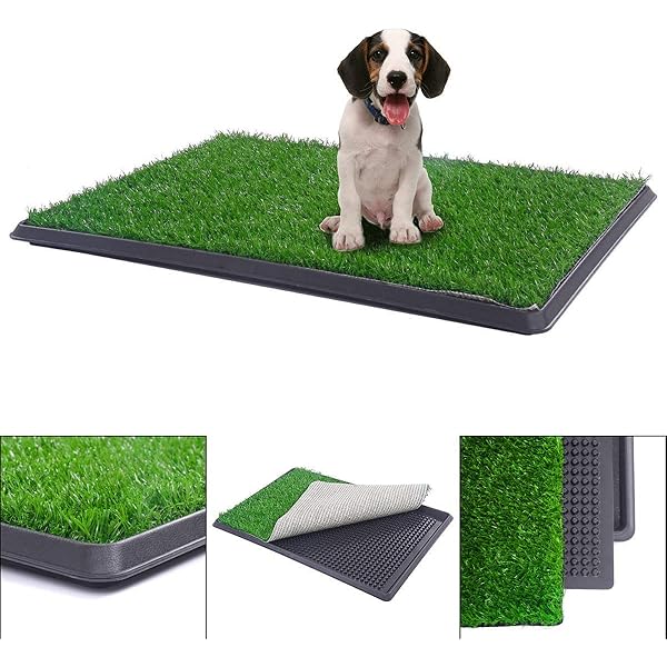 the ashera cat for sale