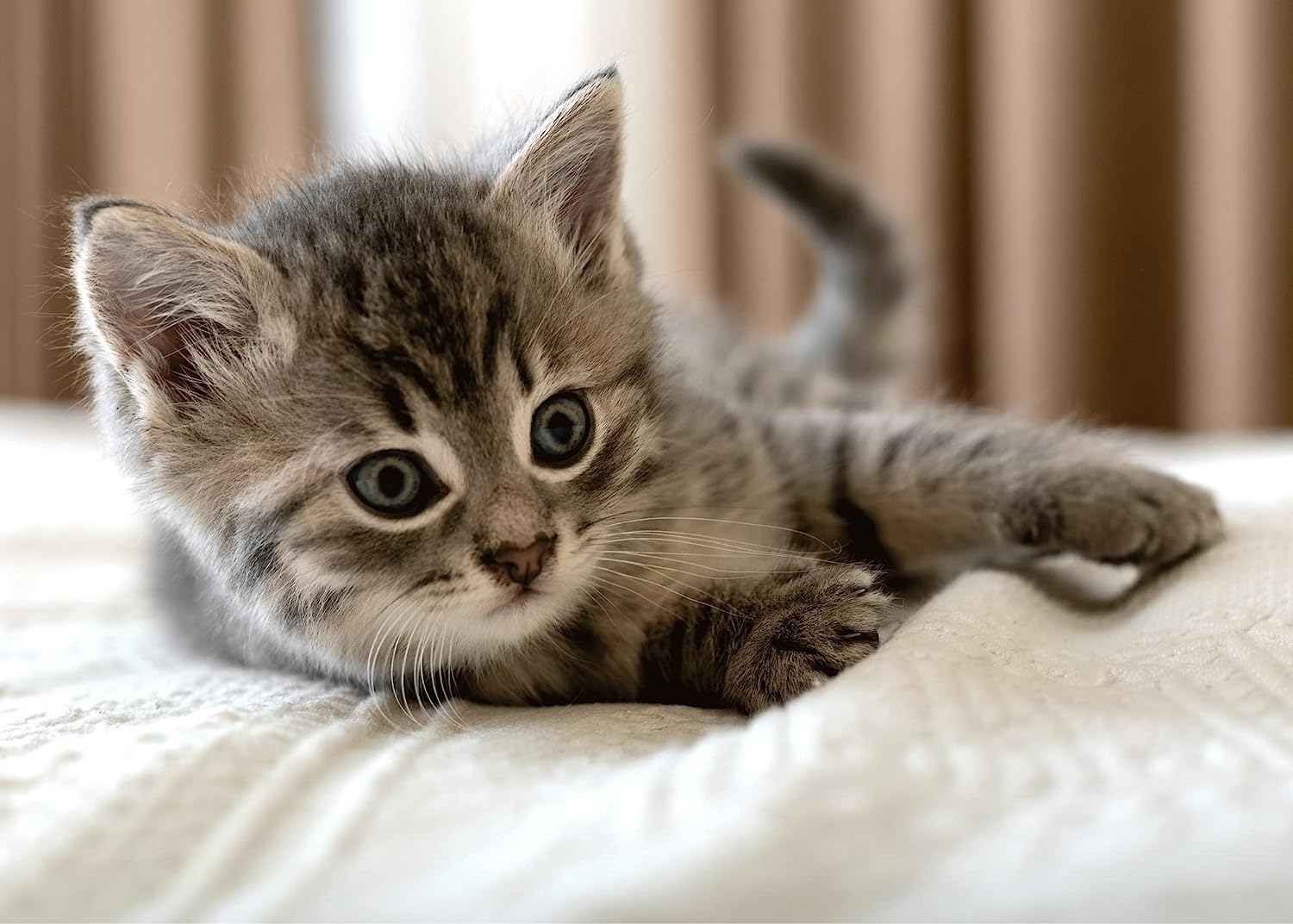 Cuddly Blanket 100 x 140 cm Kitten