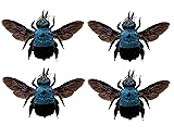 4 Real Blue Bee Specimen Mounted Bugs Craft