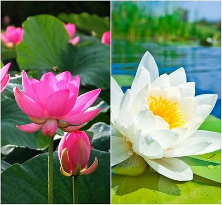 Creative Farmer Flower Seeds : Lotus Flower Seeds Pink & White Colors Seeds For Home Garden 15 Seeds- Garden Flower Seeds Pack