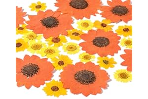 HAIOPS 72PCS Dried Sunflowers Pressed Daisy Flowers for Resin, Real Natural Flowers for Crafts DIY Jewelry Scrapbooking Facial Decoration