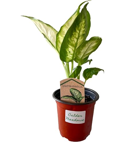 fiddle leaf fig tree outside FICUS Fiddle Leaf Fig Tree LIVE Indoor & Outdoor Tropical House Plant   Enchanted Grow