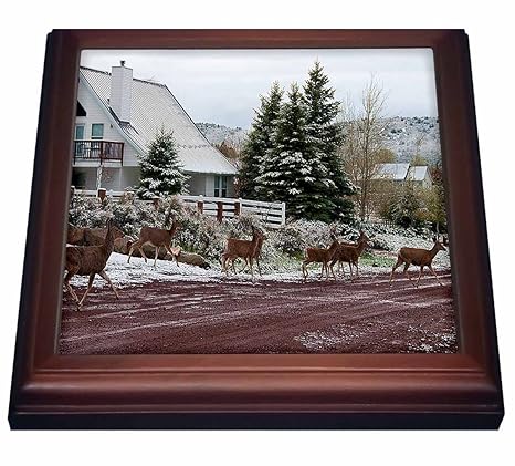 Amazon Com 3drose Trv 49514 1 Eight Deer Crossing Road In Pine