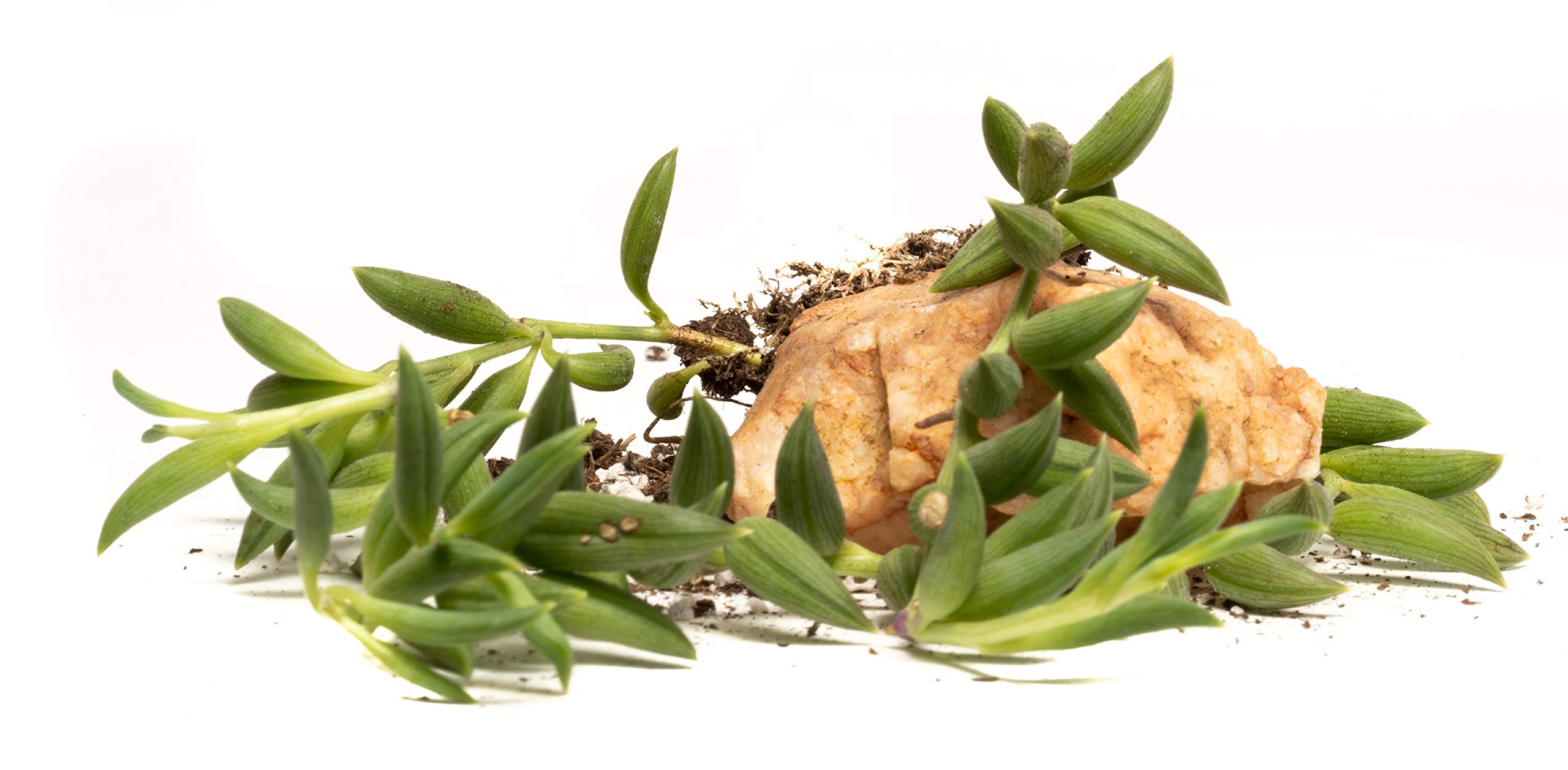 String Bananas (4 Count) 1.5” inch Pack - Decorate Your Home/Garden with Healthy String Banana Succulent Plant by Jiimz