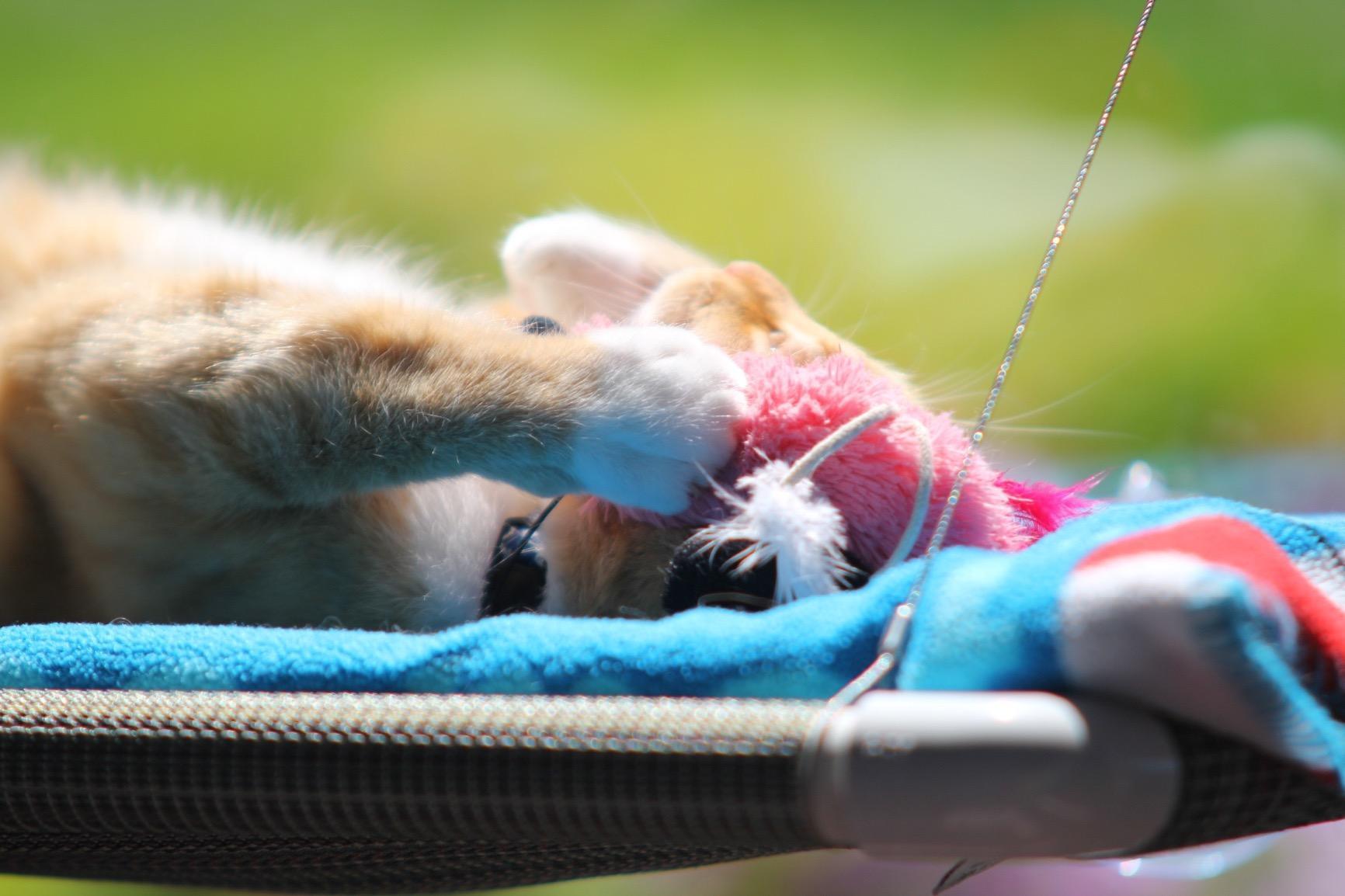 Pictures Kitty Cot Original™