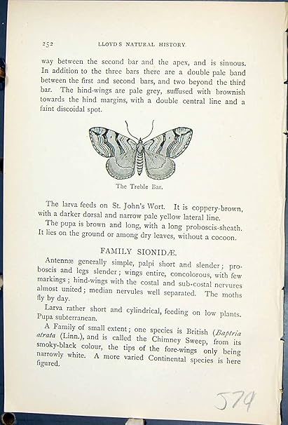 Download Old Original Antique Victorian Print Butterflies 1896 Lloyd Kirby For Android Get Wallpaper Old Original Antique Victorian Print Butterflies 1896 Lloyd Kirby Desktop Wallpaper Free