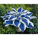 200 Blue Hosta Seeds | Fast Germination | Unique Blue-White Leaves | Perennial Hardy | Potted Garden Landscape Favorite