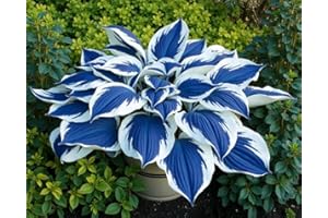 200 Blue Hosta Seeds | Fast Germination | Unique Blue-White Leaves | Perennial Hardy | Potted Garden Landscape Favorite