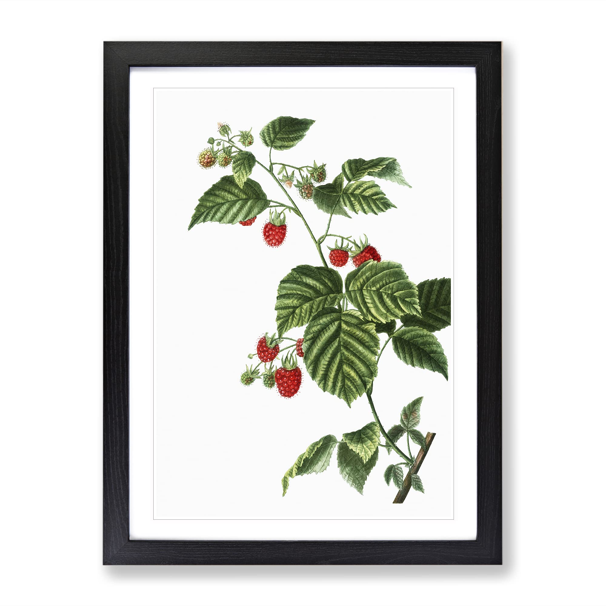 Rasberry Plant By Pierre Joseph Redoute Vintage Framed Wall Art Print, Ready to Hang Picture for Living Room Bedroom Home Office Décor, Black A4 (34 x 25 cm)