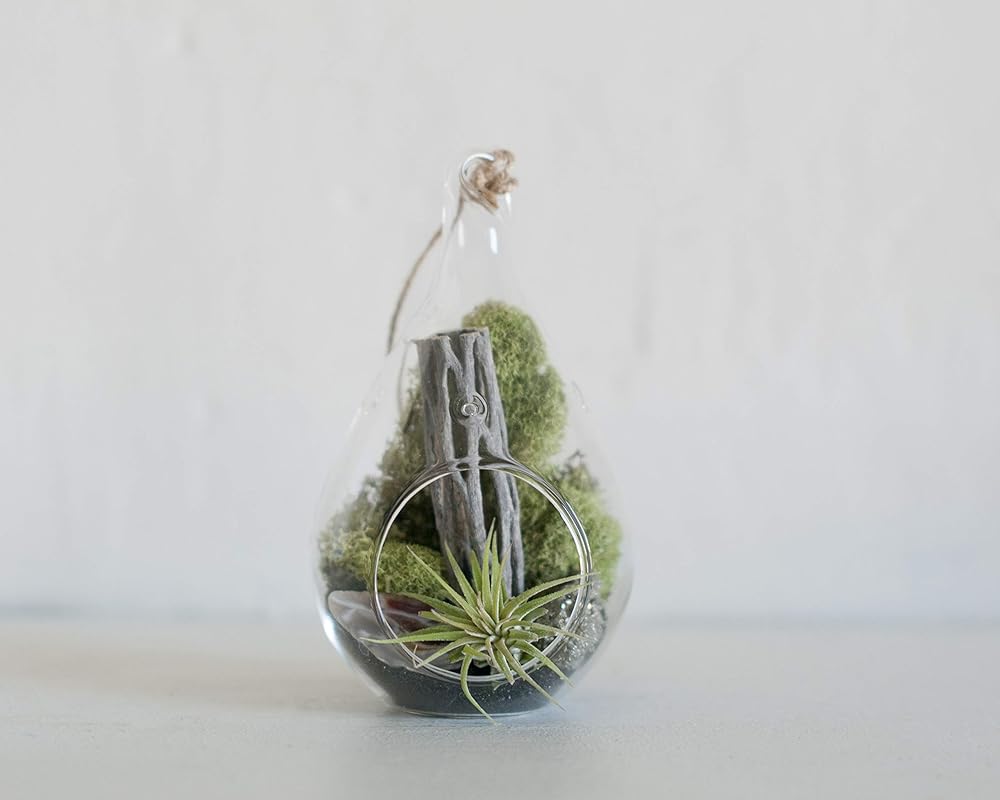 Amazon.com: Prismatic Gardens Air Plants Hanging Teardrop Terrarium Kit