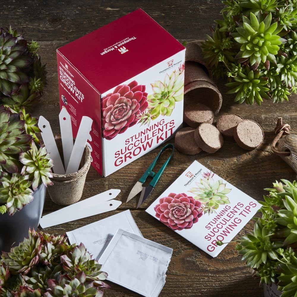 Succulent Seed Grow Kit Gardeners Gift Grow Your Own Succulent Plants, Great Gardening Present, Sempervivum Mixed Seeds with Growing Equipment by Thompson and Morgan