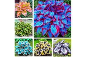 Mix Hosta Seeds, 200 Pieces, Perennial Flower Seeds for Planting in Home Garden