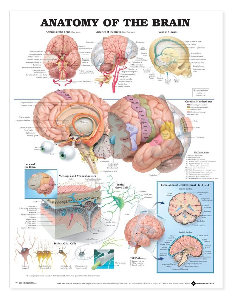 Anatomical Chart The Anatomy of the Brain
