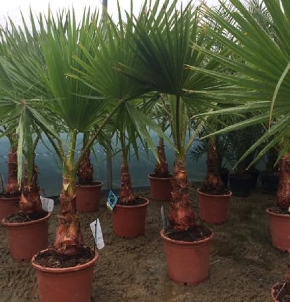 1X 5FT EXTRA LARGE WASHINGTONIA ROBUSTA FAN PALM TREE HARDY 10L