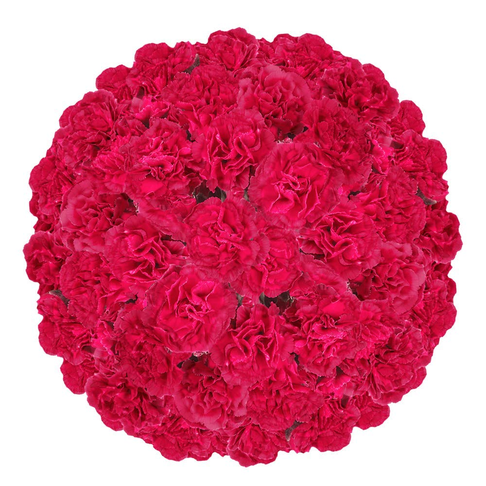 GlobalRose 100 Stems of Fresh Cut Hot Pink Spray Carnations 400 Blooms Fresh