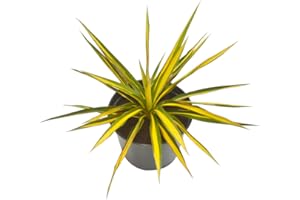 Greenwood Nursery: Live Shrub Plants - Variegated Color Guard + Yucca Filamentosa + Adam's Needle - [Qty: 2X 3.5 Pots] - (Click for Other Available Plants/Quantities)