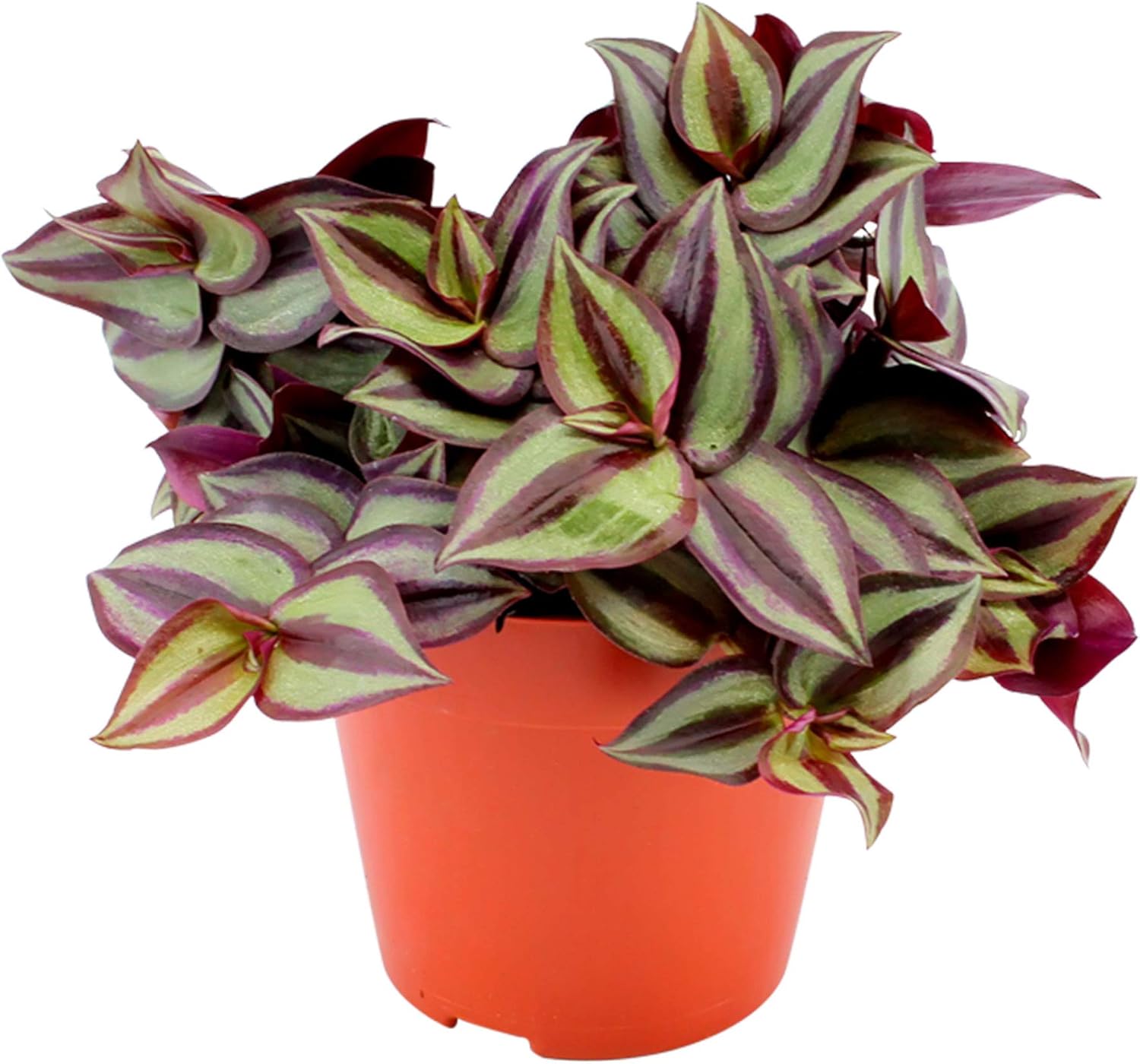 Tradescantia Zebrina Silver Sicilan Misere Plante Tropicale D Interieur Hauteur 10 15cm Pot De O 10cm Amazon Fr Jardin