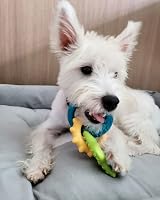 Nylabone Gentle Puppy Teething Rings Bacon Flavor Small up to 11 kg view 3
