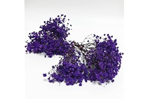 BIRTLYNN 6 Pcs Preserved Baby's Breath, Mini Size Bouquets 100% Natrual Gypsophila Long Lasting Flowers for Vase Home Decoration Photo Props Parties Weddings Card Making Crafts Floral，DIY Décor(Purple)