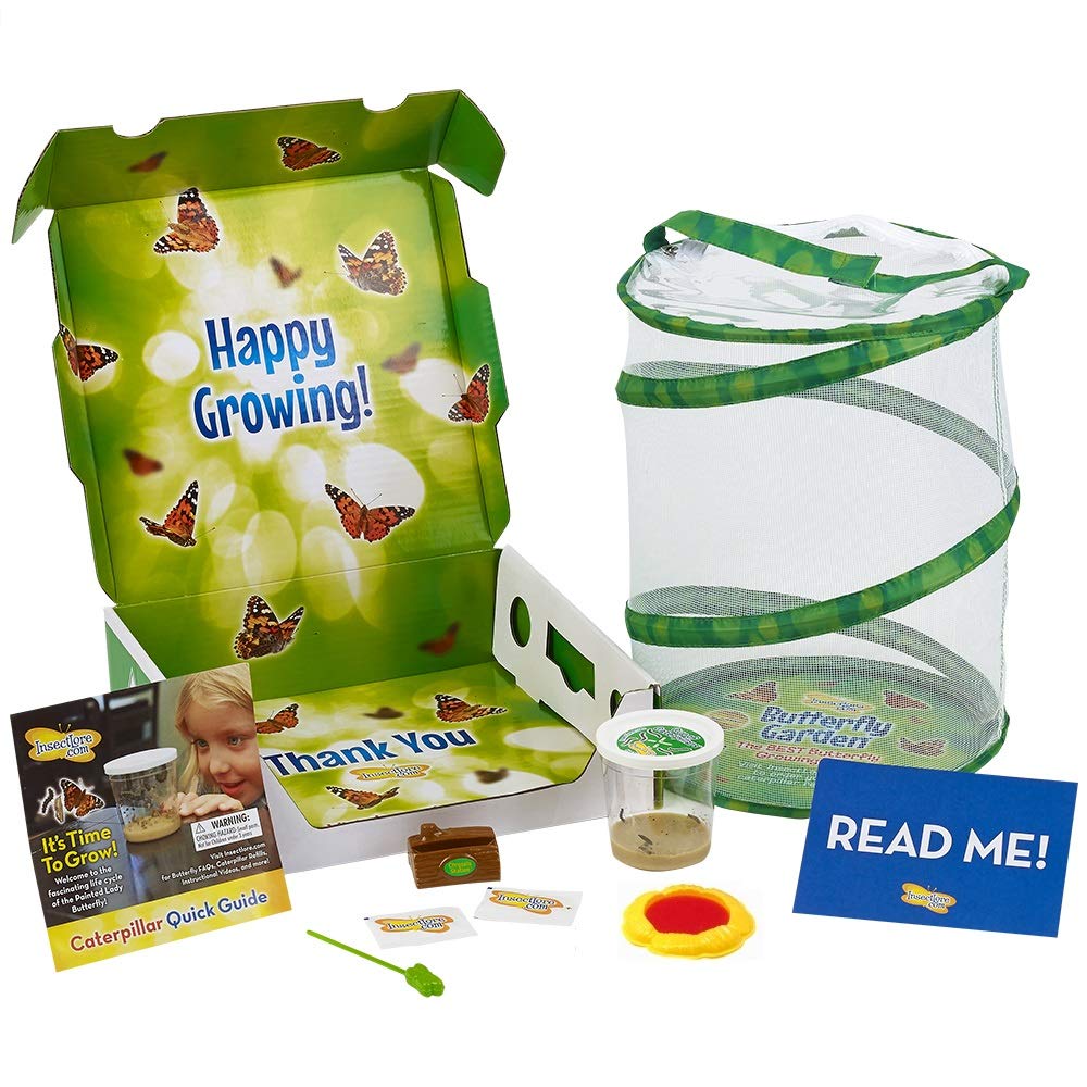 Insect Lore Butterfly Growing Garden Caterpillars & Feeding Kit Educational Gift eBay