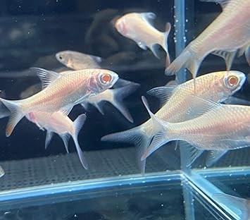 Amazon 熱帯魚 アルビノ レッドフィンバルブ １匹 6 8ｃｍ 東京倉庫出荷 アクアショップピラルク 観賞魚 水中生物 通販