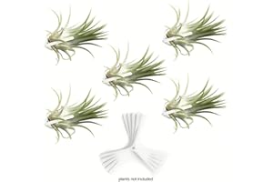 ArtAK Wall Planter Set of 5 Air Plant Holder for Terrarium | Orchid Mount Airplant Holder | Hanging Orchid Planter| Wall Mounted Plant Hook| Wall Plant Mount for Tree Air Knots W5