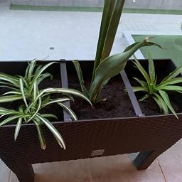 Zanvic Jardinera C/Patas Mod Rato Jh 800 C/Autorriego, Chocolate ...
