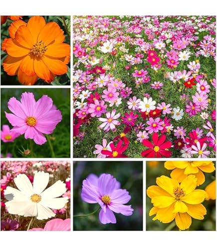 thumbnail image 2 of Chocolate Cosmos Flower Seeds 100pcs Summer Aroma 2 of 14