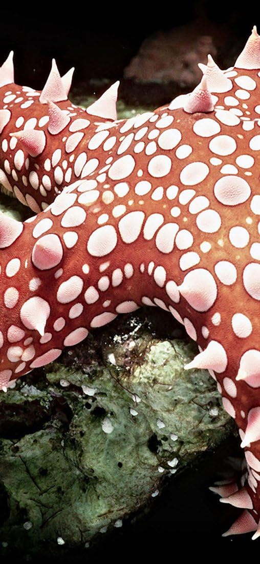 PeelitStickit Underwater, Undersea Wall Murals, ID-048, vinyl, Multi-colour