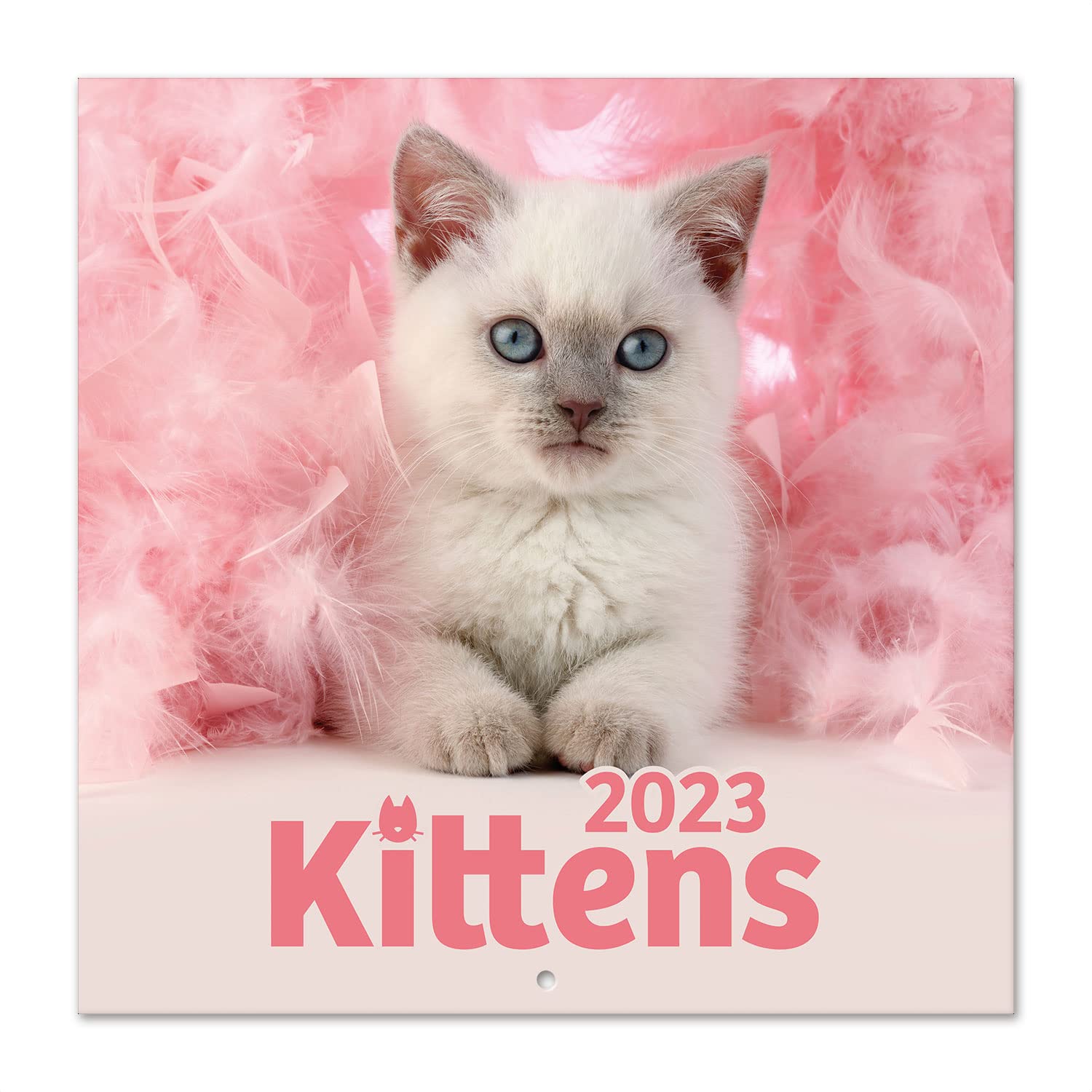 Grupo Erik Cats Simon K. and Greg C. Wall Calendar 2023 FSC 12 Month Planner Square, Wall Family Planner, Cat Calendar 2023 + 4 Bonus Months, 12' x 12', 300 cl