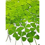 24 pcs Four Leaf Clover Real Natural Dried Pressed Flowers for Resin Art Decors Craft DIY
