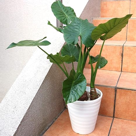 Amazon Co Jp クワズイモ 観葉植物 小型 6号プラスチック鉢 品種で選べる観葉植物 リビングやオフィス向きサイズ 1個売り 学名 Alocasia Odora サトイモ科アロカシア属 原産地 中国 台湾 東南アジア インド 日本 大きな葉と根茎が魅力的な観葉植物です 最大