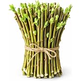 Hybrid Willow Tree Cuttings &ndash; Fast Growing Privacy &amp; Shade Trees &ndash; Easy to Root Live Cuttings &ndash; Cold Hardy, High Yield Trees for Screens &amp; Windbreak (10 Cuttings)