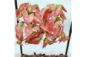 KERUIDENG 2 Pack Reptile Plants for Terrarium Decor, Amphibian Habitat Decor, Reptile Tank Accessories, Artificial Hanging Plants with Suction Cup (Red Arrowhead)