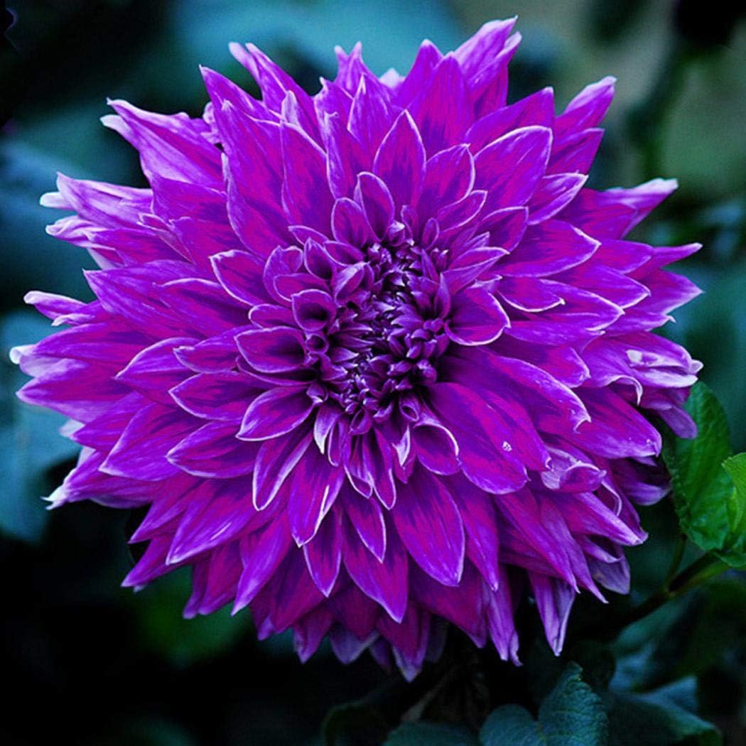 Feriay Seeds- 50Pcs Dahlia Seeds Ornamental Bonsai Flower Plants Seeds Flowers