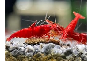 GENERIC Yashkun Fire Red High-Grade Cherry Shrimp Neocaridina Freshwater Aquarium, Healthy and Sharp Live Shrimps with Live Arrival (Pack of 20)