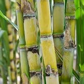 200 Sugarcane Seeds &ndash; Tropical Sweet Cane Plant Seeds for Home Garden, Outdoor Growing &amp; Farm Planting