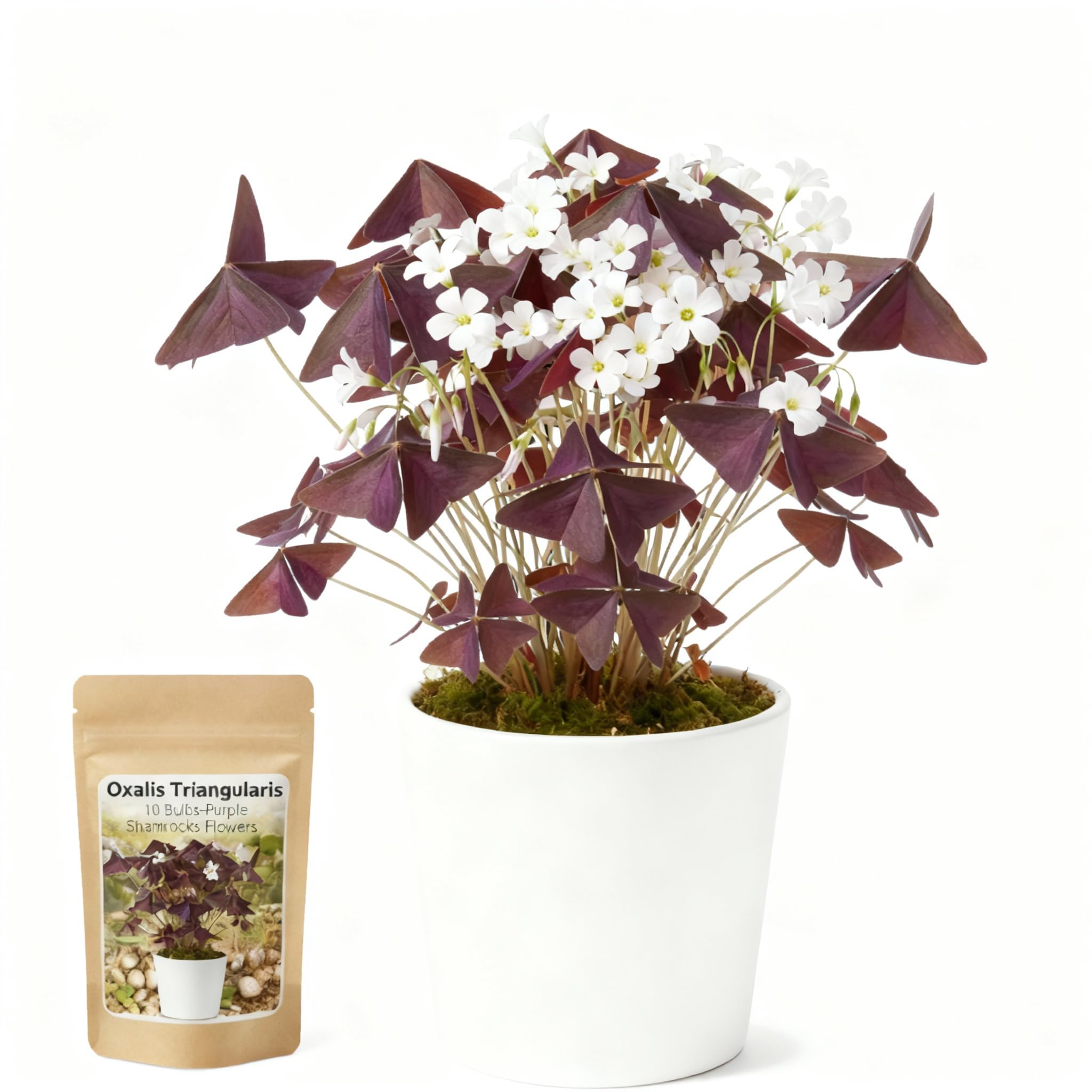 Photo 1 of 10 Bulbs Oxalis Triangularis, Purple Shamrocks Flowers for Home Garden Indoor Outdoor Planting, Easy Care