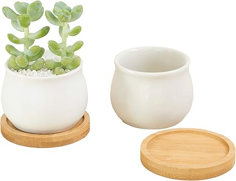 Amazon カティア 植木鉢 陶器 多肉植物 サボテン鉢 竹製受け皿付き 2点セット ホワイト ホワイト 鉢