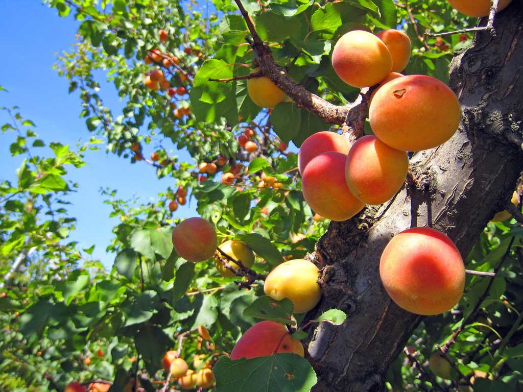 Bredase Apricot Tree Dwarf Variety Great for Smaller Gardens Apx 56ft