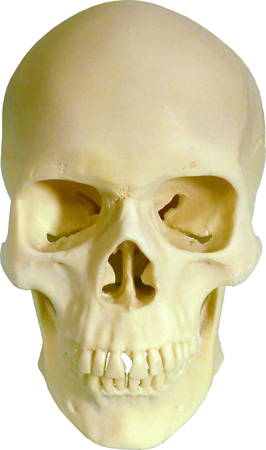 Amazon Com Human Skull Replica Life Size Articulating Mandible Amazon Com Human Skull Replica Life Size Articulating Mandible
